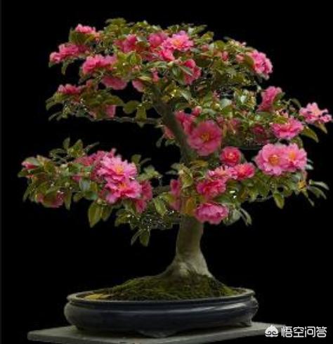 头条问答 山上挖的野生茶花 用来做盆栽 要怎么修剪比较好看 4个回答