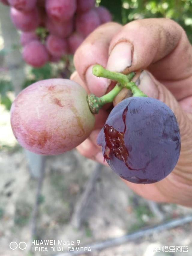 巨峰葡萄种植技术大全:7月底怎样管理巨峰葡萄？