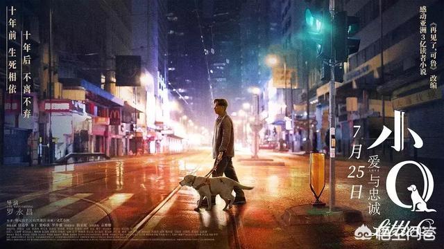 导肓犬小q在线观看:从《导盲犬小Q》中我们可以看出什么？