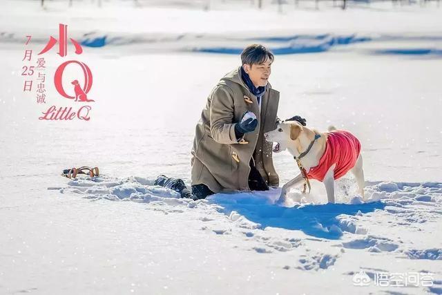 导肓犬小q在线观看:从《导盲犬小Q》中我们可以看出什么？