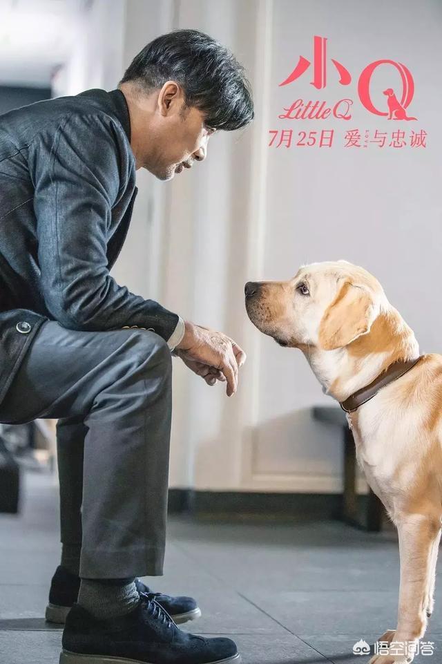 导盲犬小q粤语百度云:如何评价任达华、梁咏琪主演的关于导盲犬电影《小Q》？ 导盲犬小q国语版百度云