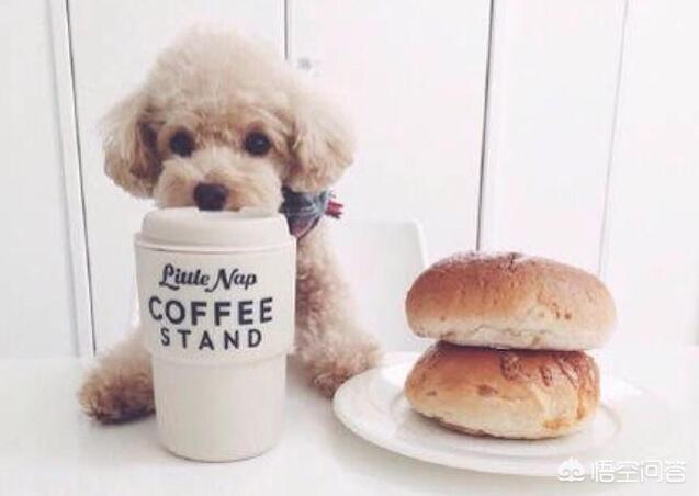 贵宾犬训练用什么奖励:主人做什么，会让泰迪犬感到非常感动的呢？