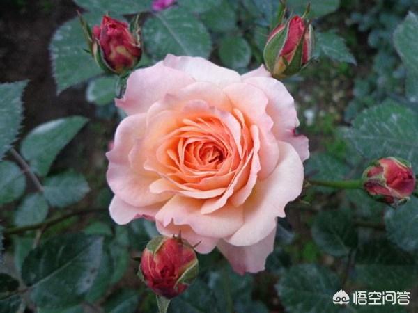 vents月季花品种介绍及图片:安德烈月季怎么样？如何养？