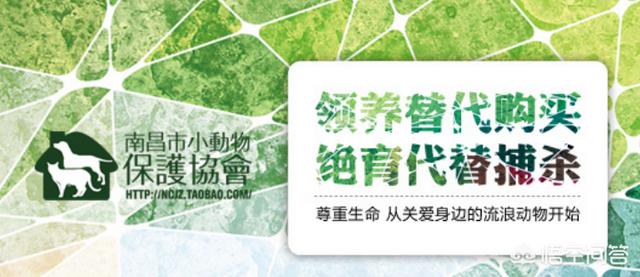 想养只猫咪,该怎么领养,什么品种合适,然后还需要做哪些准备工作？