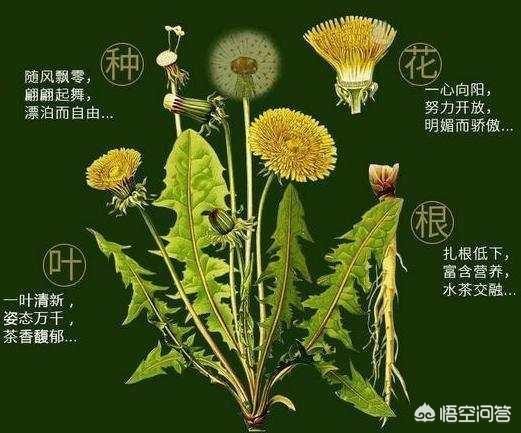 蒲公英对男人性功能蒲公英刺玫茶有什么作用男人能喝吗