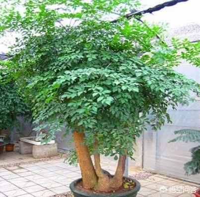 树锦鸡儿植株变黑:幸福树枝干发黑，一直不长新叶是什么原因呢？
