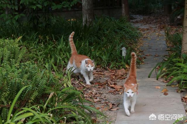 一只会弹钢琴的猫咪:十岁以上的老猫是什么样的？ 猫咪弹钢琴表情包