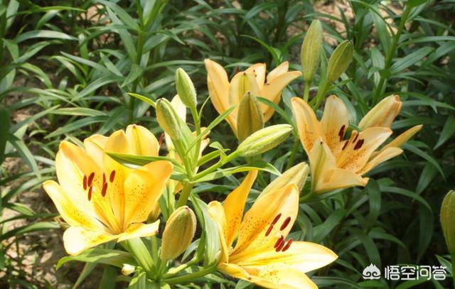 百合花怎么水养,百合花发芽后应该怎么浇水？