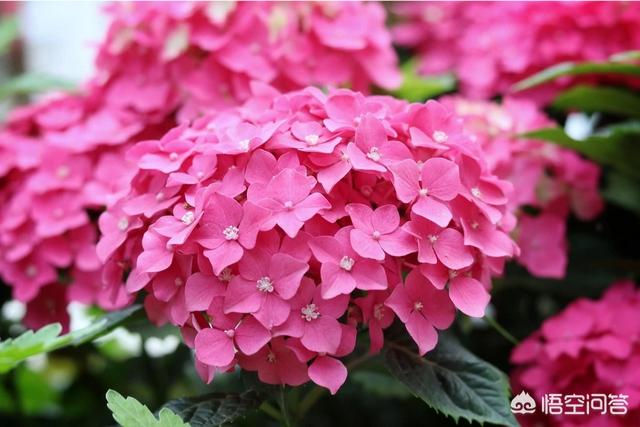 供应八仙花:八仙花花语 八仙花如何从红转蓝？有哪些实用的方法？