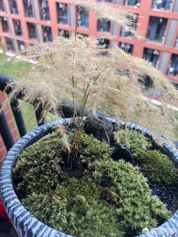 一叶兰l小盆怎样换大盆:一叶兰适合用大盆还是小盆 刚买回家的文竹怎样换盆？