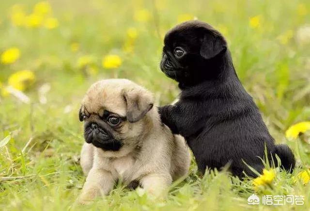 巴哥犬好养吗:巴哥犬适合在家里饲养吗？有什么比较麻烦的地方？