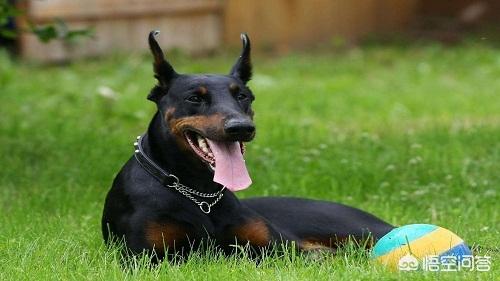 杜兵猎犬 论坛:杜宾犬掉毛严重正常吗，杜宾犬掉毛严重的原因是什么？