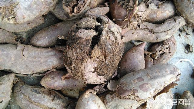 花叶芋根结线虫病:烟叶旺长期发生根结线虫能根治吗？