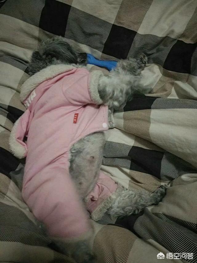 母狗般的老师bt种子:第一次养狗应该注意什么？
