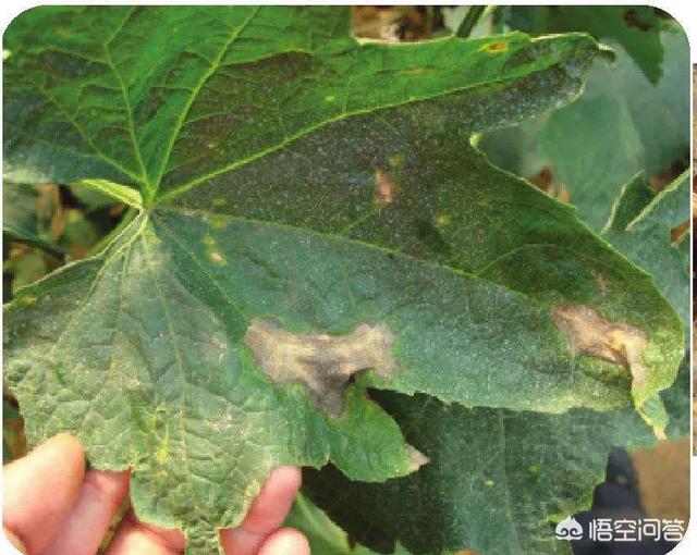 丝瓜褐斑病是什么原因造成的?怎样防治?