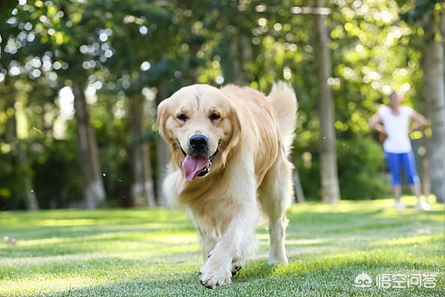 新疆马里努阿犬犬舍:新手请教：马犬适合家养吗？