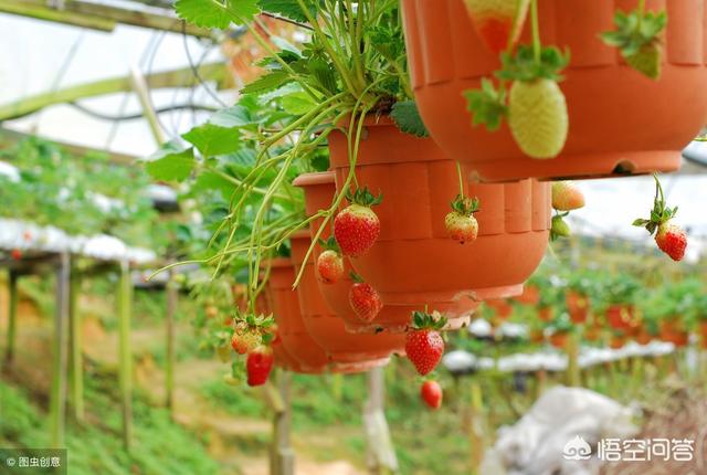 双色草莓和紫草莓混养:双色草莓可以和什么鱼混养 野草莓能吃吗？种类有哪些？
