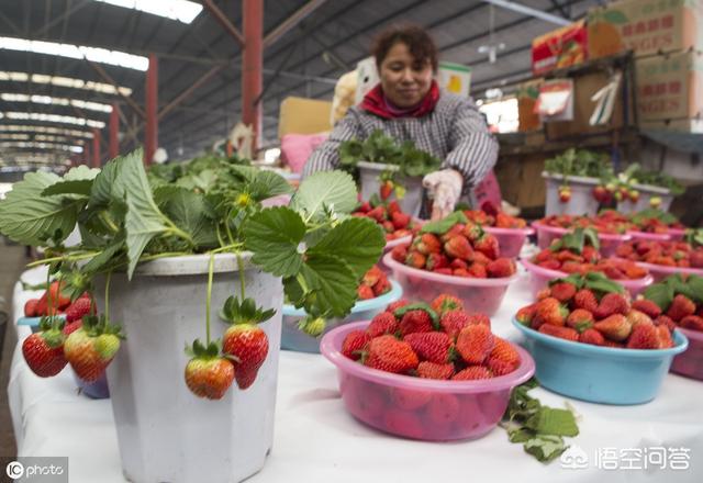 双色草莓和紫草莓混养:双色草莓可以和什么鱼混养 野草莓能吃吗？种类有哪些？