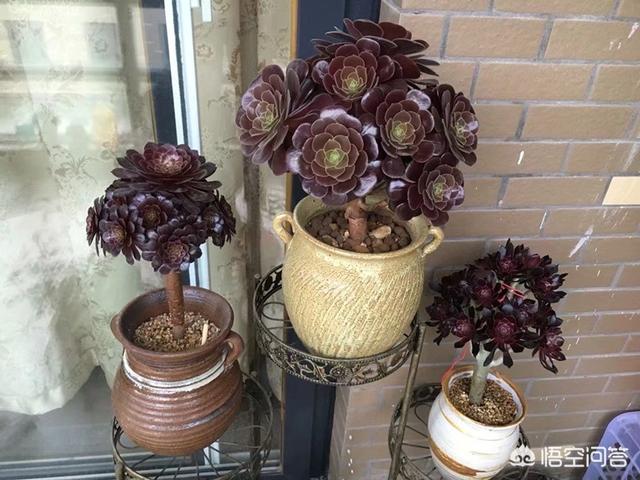 魔南景天夏季落叶怎么办:多肉植物的叶子变黄快要脱落了?怎么办？