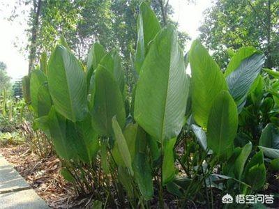 花叶美人蕉是一年生花卉:盆栽扶桑花一年能开几次花？