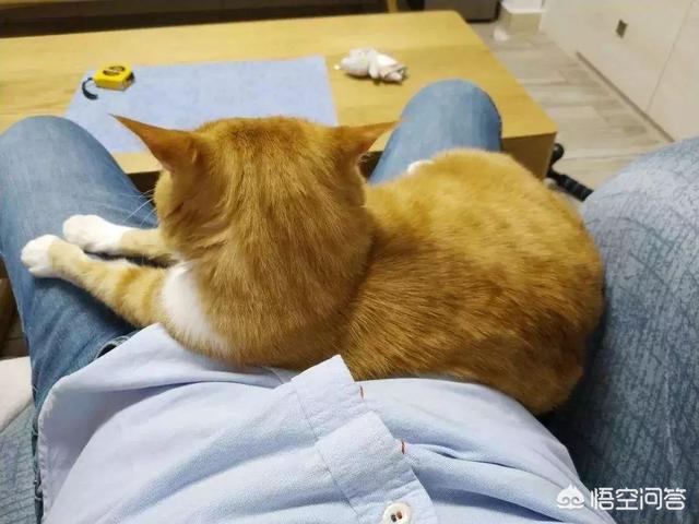 脱毛症:猫到了掉毛季怎么处理，怎样可以让它不掉毛？