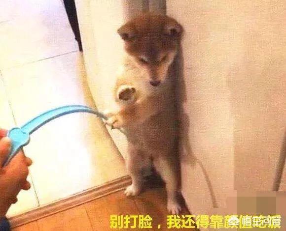 藏獒没吃饱咬主人网易:主人打狗狗的时候，为什么狗狗不会反抗呢？