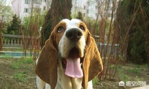 巴吉度犬图片大全:巴吉度犬夏天不吃东西怎么办？