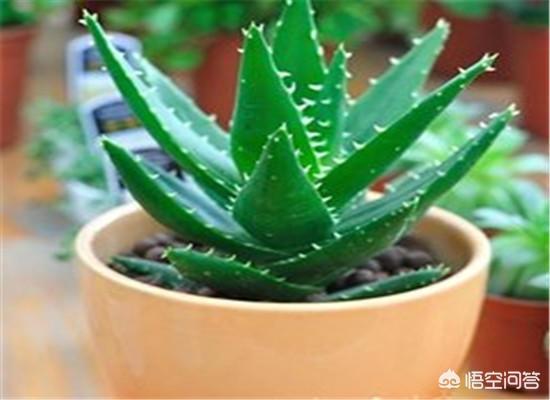 铁线蕨图片大全大图:家里从没养过植物，想入手一种，有推荐的吗？