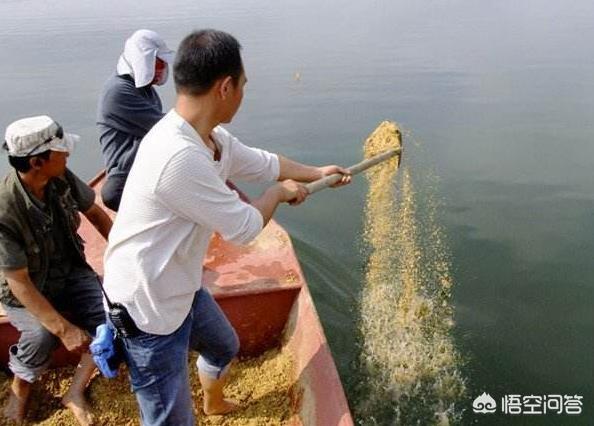 鱼活饵:钓淡水鲈鱼活饵用哪种鱼杆？