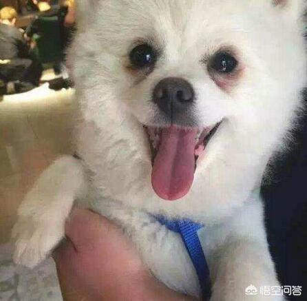 纯种博美犬好养吗:博美狗狗的饲养难度高吗？