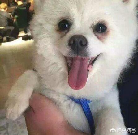 迷你博美犬讨厌吗:蝴蝶犬VS博美犬之间，谁更胜一筹？