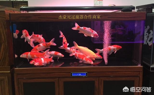 锦鲤鱼品种图:请问普通的金鱼和锦鲤有哪些区别，哪种金鱼最好看？