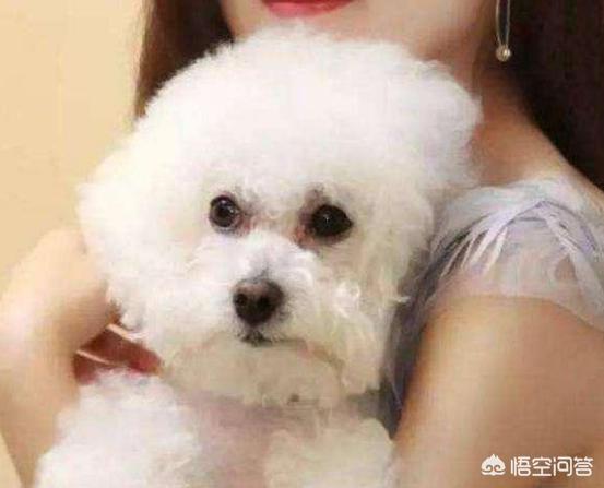 可爱的比熊犬图片:养比熊犬，有什么事情是不能够忽略的？