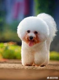 可爱的比熊犬图片:养比熊犬，有什么事情是不能够忽略的？