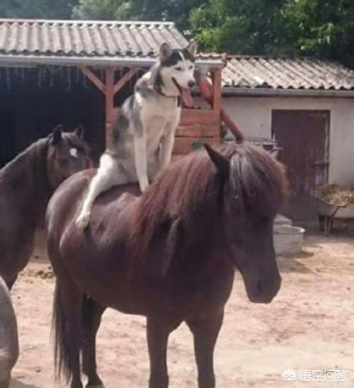 中国哈士奇论坛关了吗:自从养了哈士奇，有没有改变你的人生观？