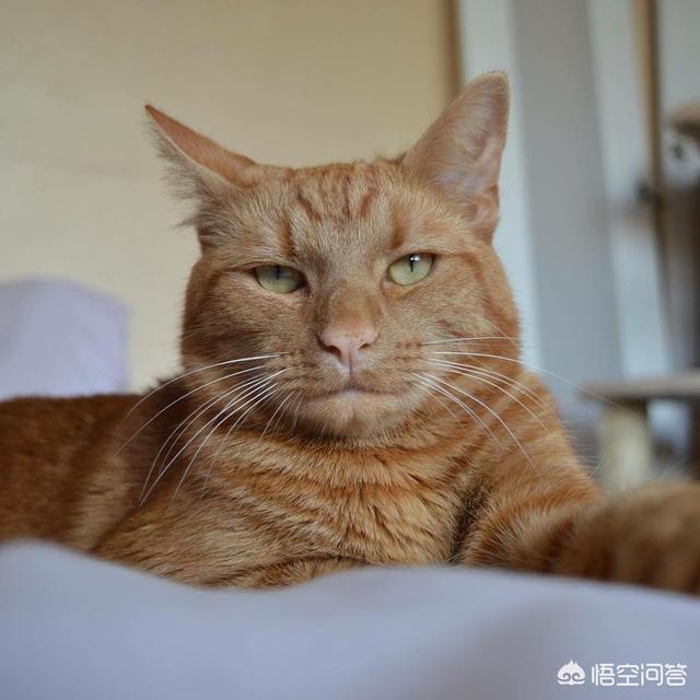 为什么我家猫不会埋屎:猫咪对着猫粮做埋猫砂动作是什么意思？