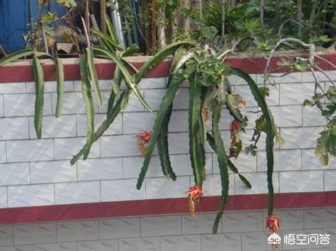 屋顶造空中秧田:适合屋顶种植的果树和花草有哪些？