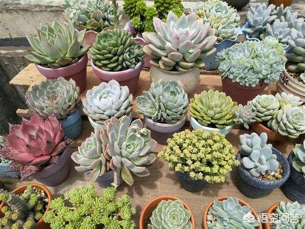 屋顶造空中秧田:适合屋顶种植的果树和花草有哪些？
