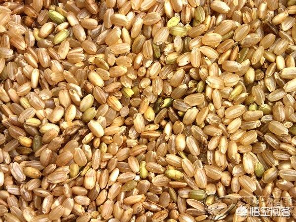为什么说1碗糙米饭含有19碗白米饭的营养价值？你怎么看？