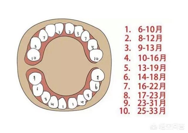 出牙早的宝宝代表什么,儿童出牙早晚影响智力吗？