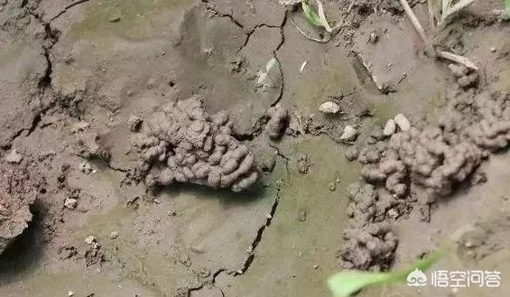 农安实验动物用品经销部:为什么蚯蚓粪在市场上销售不好？