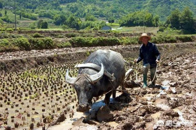 白肢野牛一般生活在什么地方，最大的牛有多大主要在哪里生存