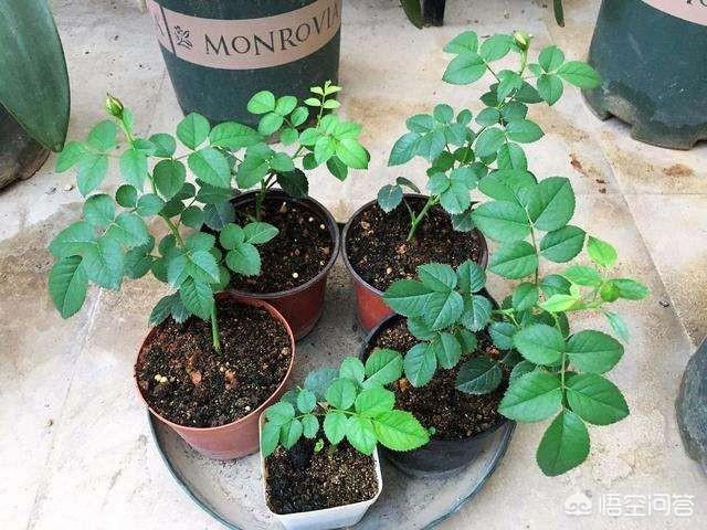 假昙花如何扦插:假昙花什么时候扦插成活率高 春季繁殖花卉苗木有哪几种方法，如何来做你知道吗？