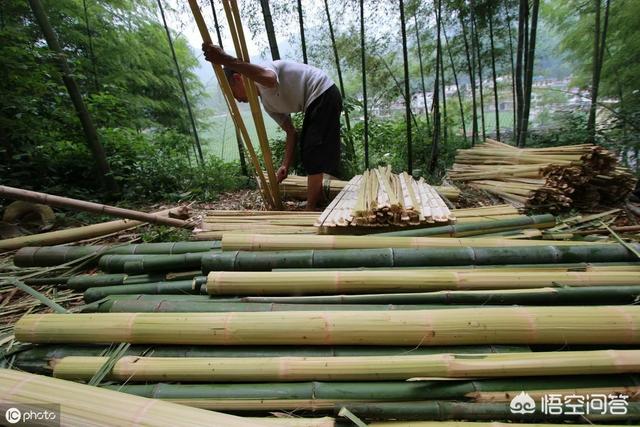 庭竹:农村俗语＂门前不栽竹，房后不栽树＂是什么意思有道理吗