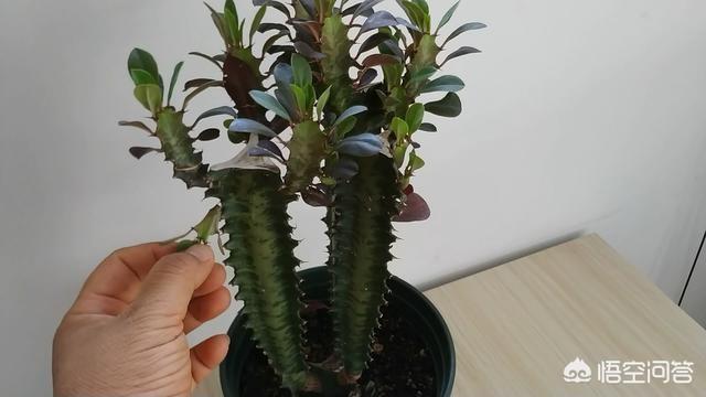 巴西龙骨怎么修剪:龙骨什么季节修剪打顶比较合适？