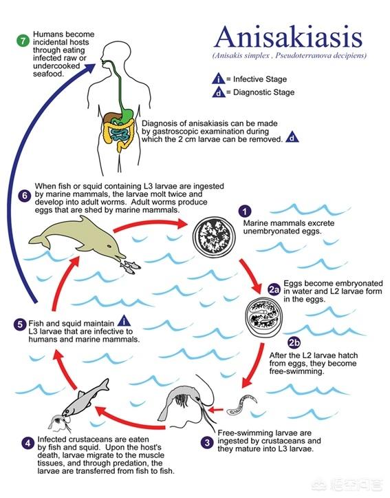 日本寄生虫感染:海洋里有什么危险的寄生虫吗？