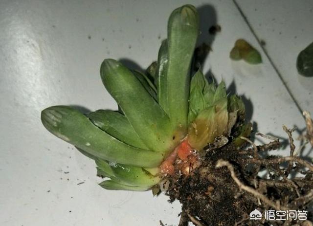 姬玉露和草玉露的区别:刚入手十天左右的玉露边缘叶子出现化水，应该如何处理？