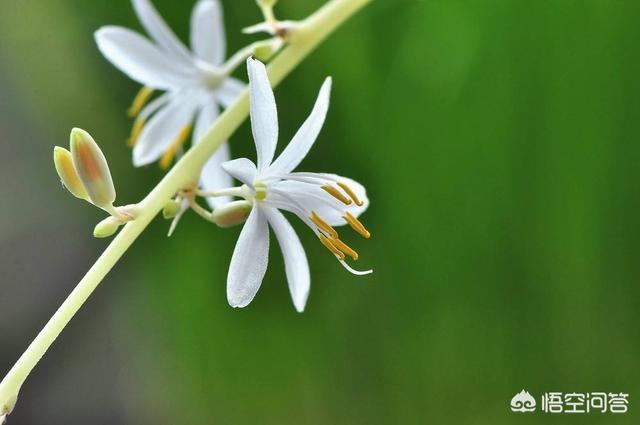 金边龙舌兰花语是什么:金边吊兰开花意味着什么？