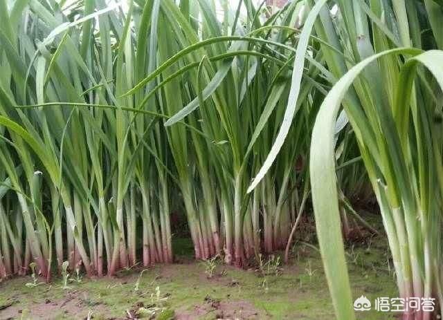 韭菜怎么施肥？