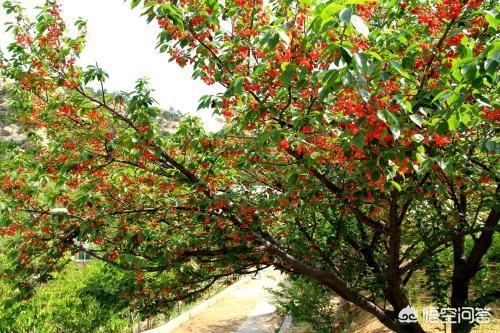野樱桃树能不能嫁接樱花？什么时候嫁接？